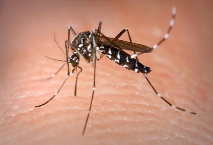 drones plaga mosquito