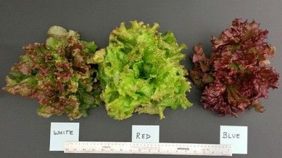 lettuce