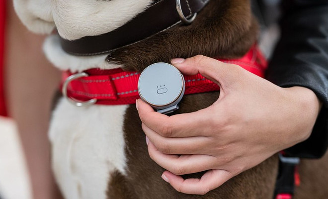 gps inteligente para mascotas de vodafone