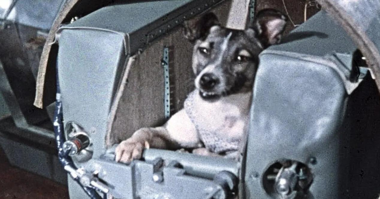 Laika, Félicette… and other animals that have traveled to space - Gearrice