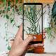 apps móvil identificar plantas