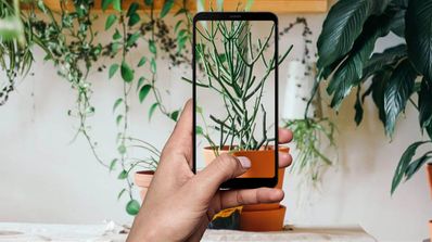 apps móvil identificar plantas
