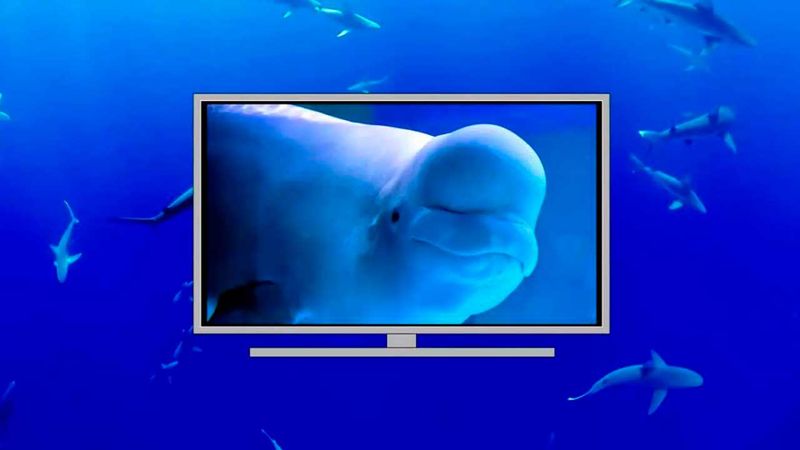 Mejores documentales de animales: Series de naturaleza en Netflix