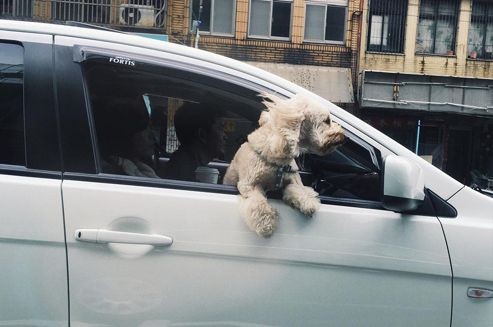 perro en la ventanilla del coche