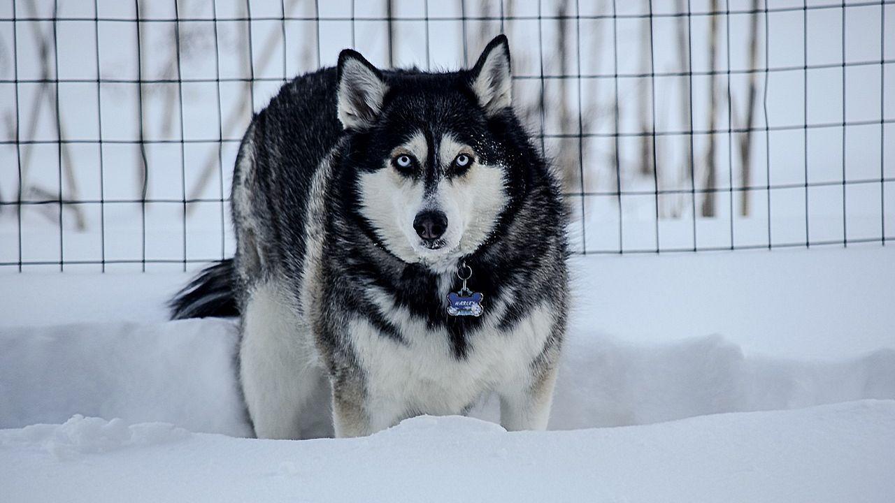 Un perro husky asustado en la nieve