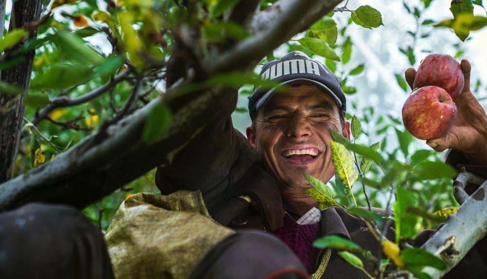 Un agricultor subido a un árbol recogiendo fruta